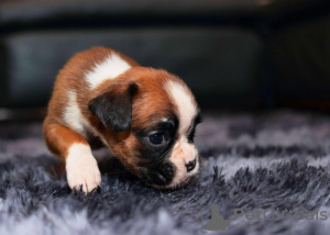 Photo №4. I will sell boxer in the city of Much. private announcement - price - 800$