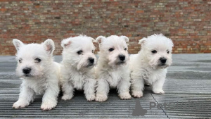 Additional photos: West highland white terrier puppies