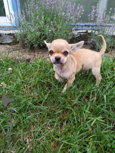 Additional photos: Chihuahua girl