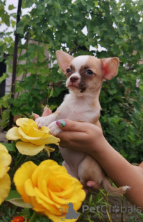 Additional photos: Chihuahua puppy