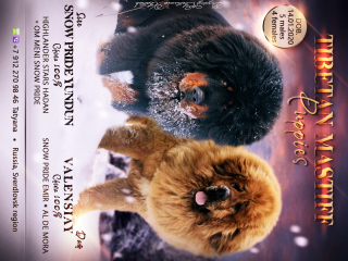 Photo №2 to announcement № 5183 for the sale of tibetan mastiff - buy in Russian Federation breeder