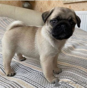 Photo №3.  Pug Puppy Available for Adoption . Malta