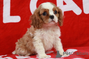 Photo №1. cavalier king charles spaniel - for sale in the city of Ixelles | 169$ | Announcement № 75584