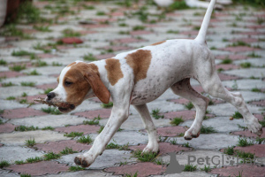 Photo №4. I will sell english pointer in the city of Abakan. breeder - price - 329$