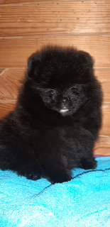 Photo №1. pomeranian - for sale in the city of Ivanovo | 597$ | Announcement № 5597