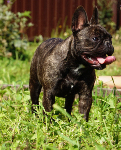 Photo №1. french bulldog - for sale in the city of Moscow | Negotiated | Announcement № 4448