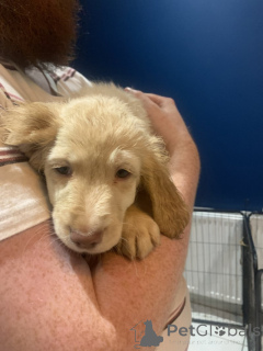 Photo №4. I will sell golden retriever in the city of Eisenach. breeder - price - 310$