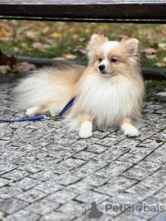 Photo №2 to announcement № 73181 for the sale of pomeranian - buy in Czech Republic private announcement