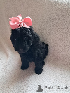 Photo №3. Toy Poodle Puppies. Netherlands