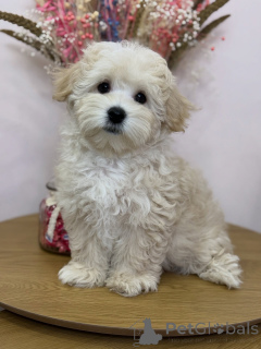 Photo №1. maltipu - for sale in the city of CalW | negotiated | Announcement № 158006