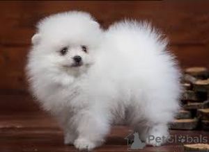 Photo №4. I will sell german spitz in the city of London.  - price - negotiated
