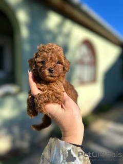 Photo №1. poodle (toy) - for sale in the city of Savino Selo | negotiated | Announcement № 127696