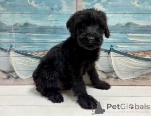 Photo №3. Gigantic Giant Schnauzer Puppies. Latvia
