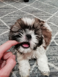 Photo №3. Perfect Shih Tzu puppies. Estonia