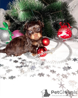 Photo №1. yorkshire terrier - for sale in the city of Torzhok | 410$ | Announcement № 8345