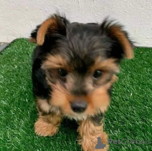 Photo №2 to announcement № 91402 for the sale of yorkshire terrier - buy in Croatia private announcement