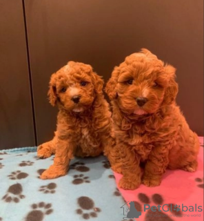 Photo №1. non-pedigree dogs - for sale in the city of Stockholm | negotiated | Announcement № 96297