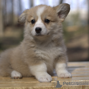 Photo №1. welsh corgi - for sale in the city of Grodno | 770$ | Announcement № 9902