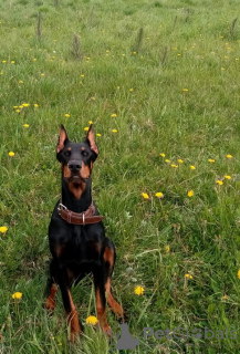 Photo №4. I will sell dobermann in the city of Tbilisi. breeder - price - negotiated