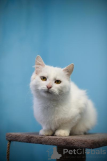 Photo №2 to announcement № 159452 for the sale of  - buy in Russian Federation private announcement