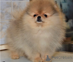 Photo №2 to announcement № 112146 for the sale of pomeranian - buy in Romania private announcement