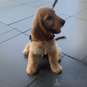 Photo №1. english cocker spaniel - for sale in the city of Riga | 370$ | Announcement № 83377