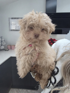 Photo №2 to announcement № 161000 for the sale of chihuahua - buy in Canada private announcement