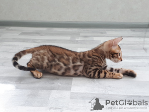 Photo №4. I will sell bengal cat in the city of Miass. from nursery - price - negotiated