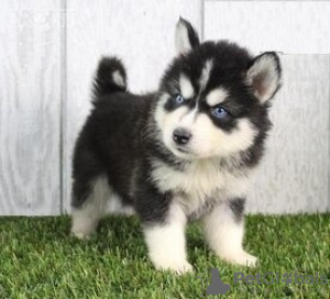 Photo №2 to announcement № 129876 for the sale of siberian husky - buy in Germany private announcement