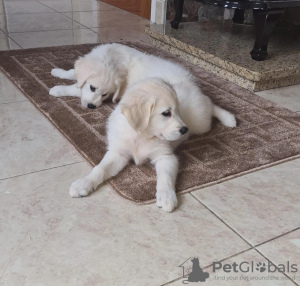 Photo №1. golden retriever - for sale in the city of Riyadh | 400$ | Announcement № 15564