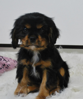 Photo №1. cavalier king charles spaniel - for sale in the city of Ryazan | Negotiated | Announcement № 3933