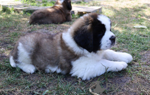 Additional photos: St. Bernard show class puppies