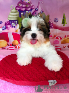 Photo №3. Cheerful guy is looking for his family!. Ukraine