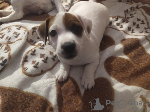 Additional photos: Jack russell