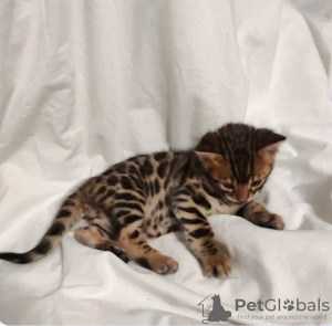 Photo №1. bengal cat - for sale in the city of Калифорния Сити | 600$ | Announcement № 127407