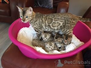 Photo №4. I will sell bengal cat in the city of Бреда. private announcement, breeder - price - 370$