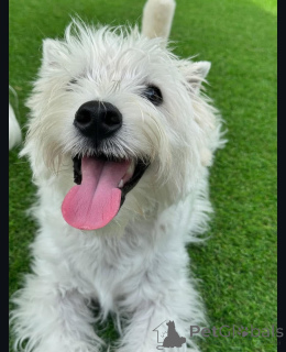 Photo №2 to announcement № 144666 for the sale of west highland white terrier - buy in United Kingdom breeder