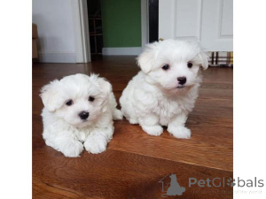 Photo №2 to announcement № 160055 for the sale of maltese dog - buy in Switzerland 