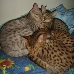 Photo №1. ocicat - for sale in the city of Brussels | 516$ | Announcement № 172710
