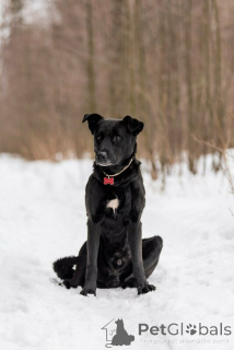 Photo №4. I will sell non-pedigree dogs in the city of Москва.  - price - Is free