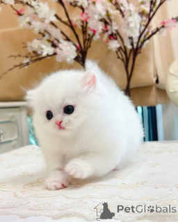 Photo №1. munchkin - for sale in the city of Barsel | 361$ | Announcement № 172290