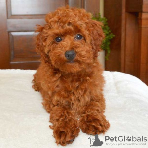 Photo №1. poodle (toy) - for sale in the city of Kuwait City | Is free | Announcement № 12355