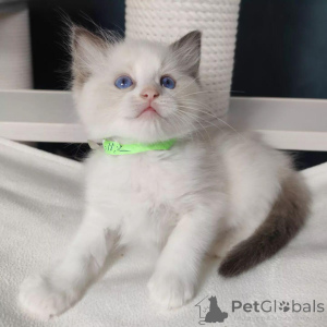 Photo №2 to announcement № 154773 for the sale of ragdoll - buy in Belgium 