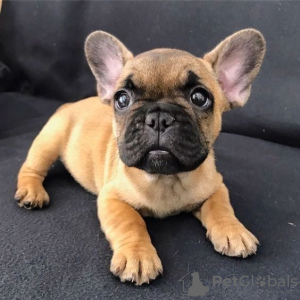 Photo №1. french bulldog - for sale in the city of Франкфурт | 475$ | Announcement № 78851