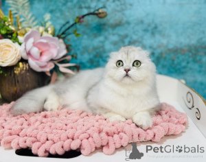 Photo №2 to announcement № 149534 for the sale of scottish straight - buy in Ukraine from nursery