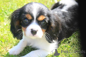 Photo №2 to announcement № 135890 for the sale of cavalier king charles spaniel - buy in Germany 