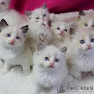 Photo №1. ragdoll - for sale in the city of Вервье | Is free | Announcement № 127864