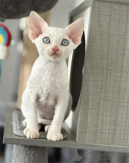 Photo №2 to announcement № 154207 for the sale of devon rex - buy in Germany 
