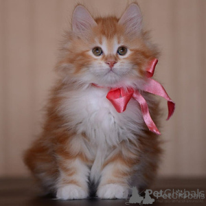 Photo №1. american bobtail - for sale in the city of Helsinki | negotiated | Announcement № 174663
