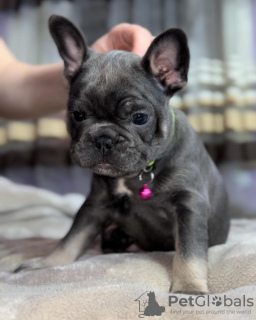 Photo №1. french bulldog - for sale in the city of Almaty | 280000$ | Announcement № 97164